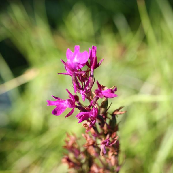Hybride Anacamptis palustris x Anacamptis pyramidalis